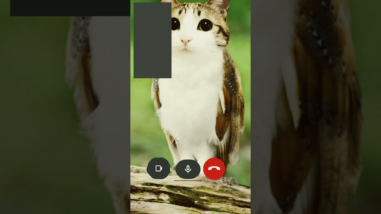POV: when your best friend isn’t home