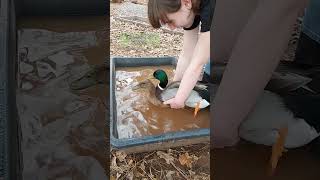 When Youre The 3Rd Wheel On A Duck Date