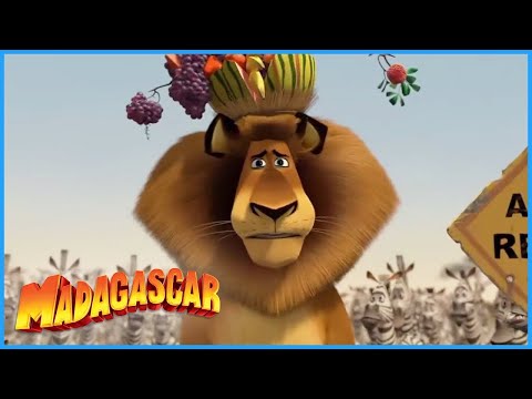 DreamWorks Madagascar | Where's the Water? | Madagascar:  Escape 2 Africa   Kids Movies