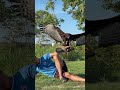 The Wonderful Eagle Training Style Amazing Eagle Eagleflying Eagletraining The Wonderful Eagle Training Style Amazing Eagle Eagleflying Eagletraining
