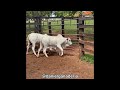 LO MEJOR DE LA GANADERIA BRAHMAN, NELORE, GUZERAT , BUFALOS  PARTE 11 - GANADERIA DANIEL