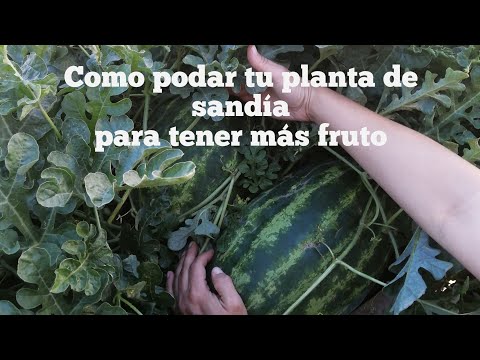 Video: Podar sandías: cómo y cuándo podar las plantas de sandía