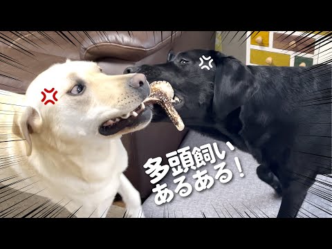 【多頭飼いあるある】ラブラドールレトリバーの食後の激しい儀式  鹿の角/ASMR