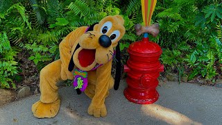 Pluto Meet and Greet Returns to DinoLand U.S.A. at Disney’s Animal Kingdom