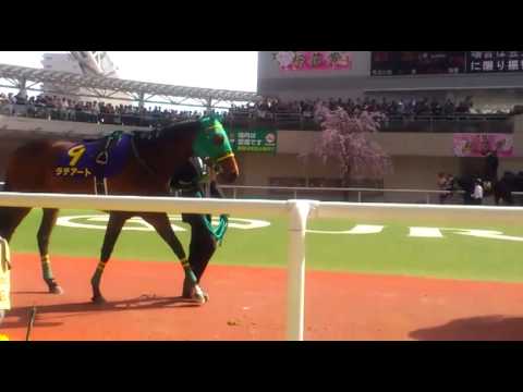 第71回桜花賞パドック