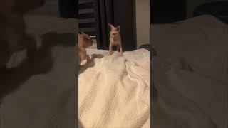 Sphynx Cat Slaps Pup During Playtime