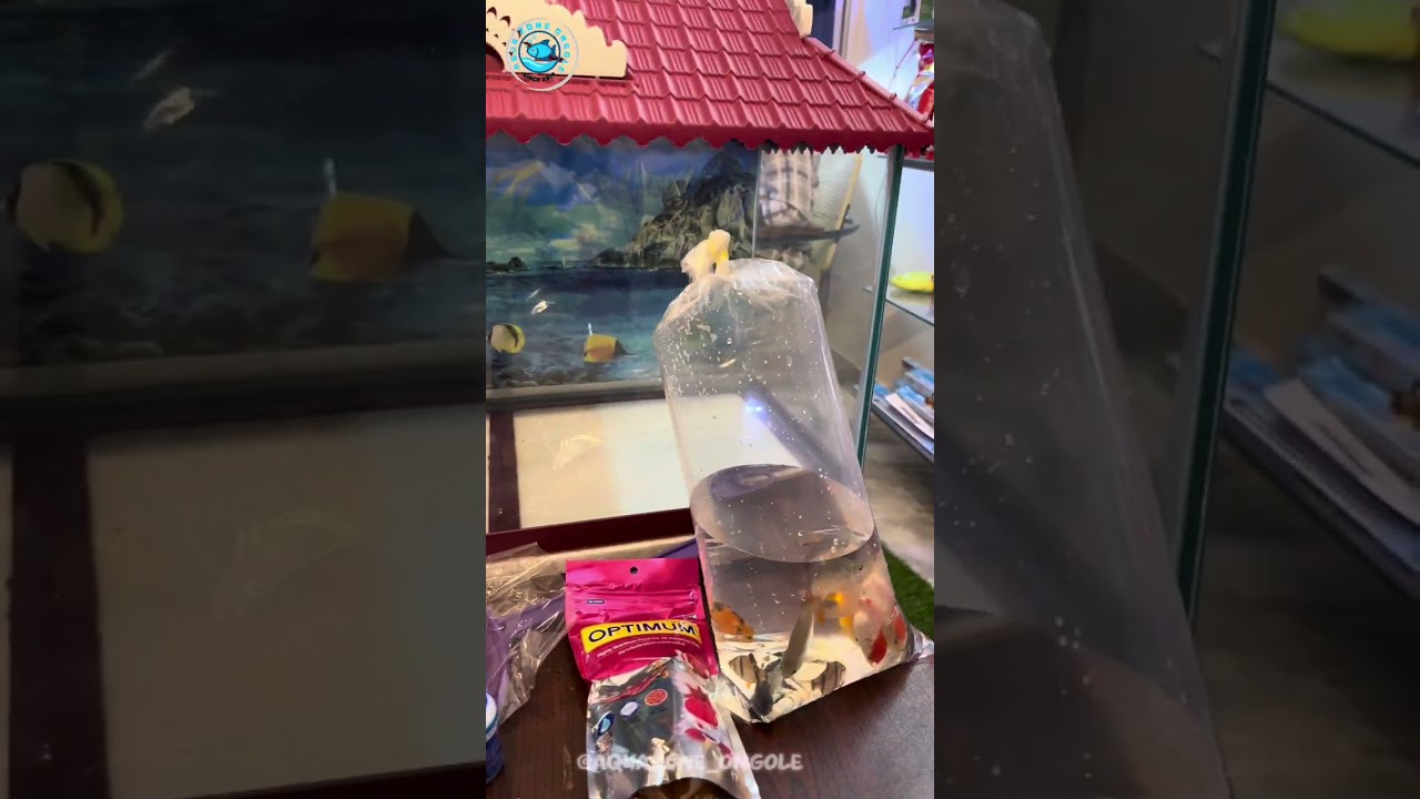 CHINTHALAPUDI VENKATESWARULU PET MART 