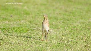 Download Lagu Cikgu Naim - Burung Ngecap Padi | Lirik \u0026 Subtitle MP3