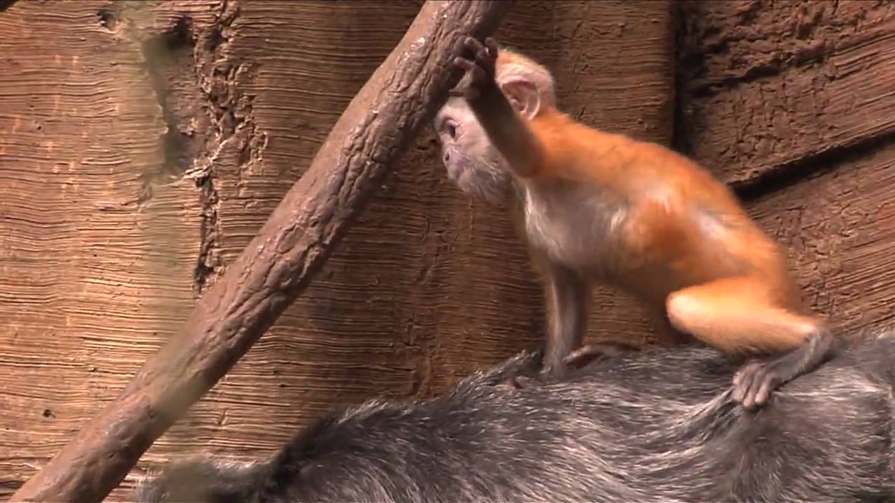 Baby Silver-Leaf Langur at the Bronx Zoo
