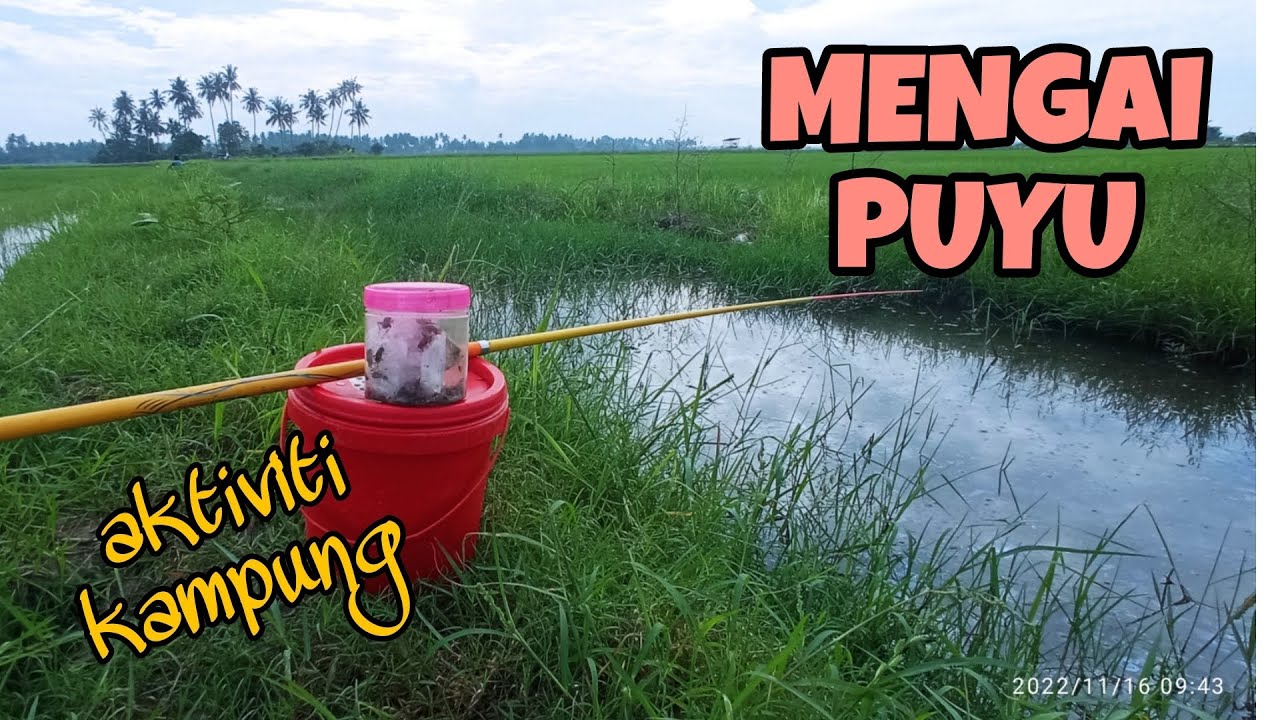 #EP713 Mengai Ikan Puyu Bendang
