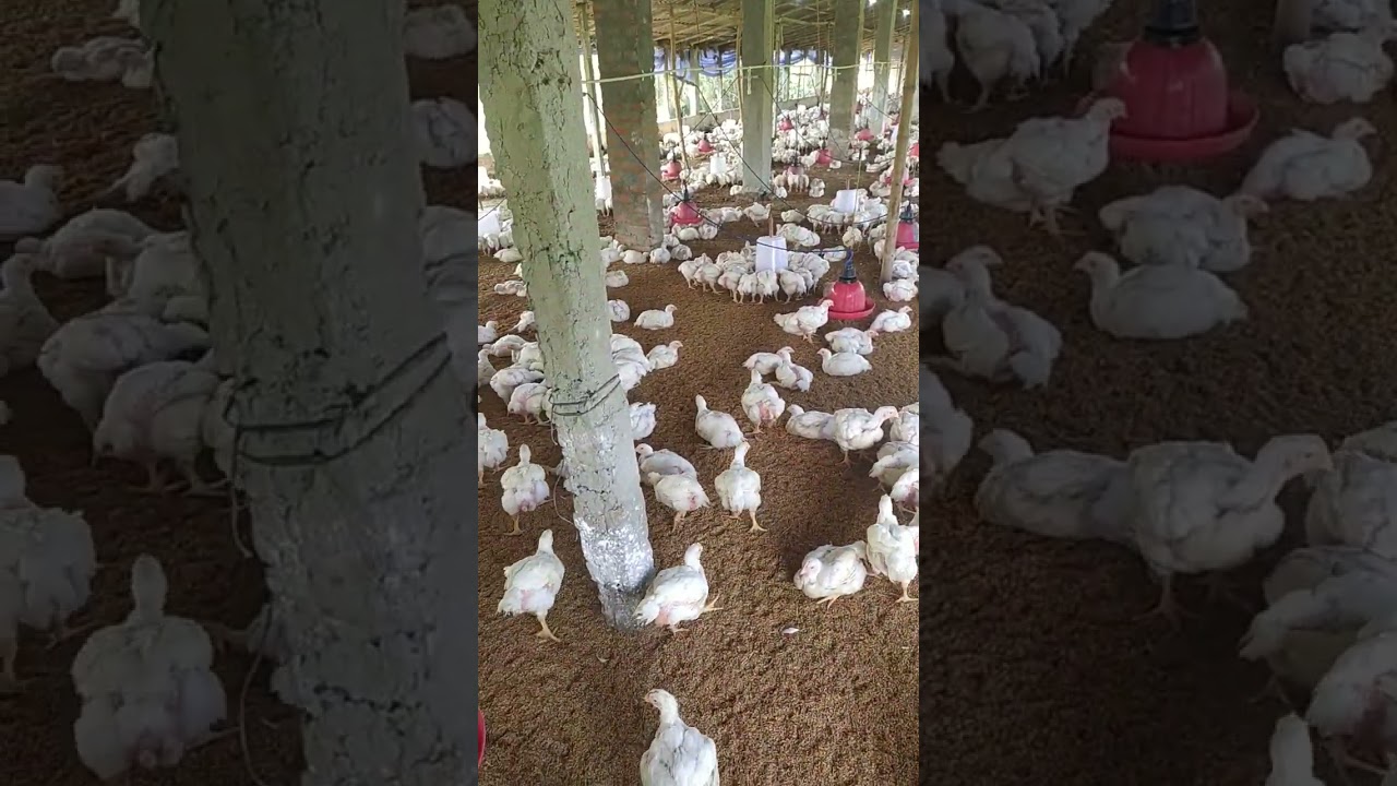 30 days old body weight 1500gm vencobb 430y brid