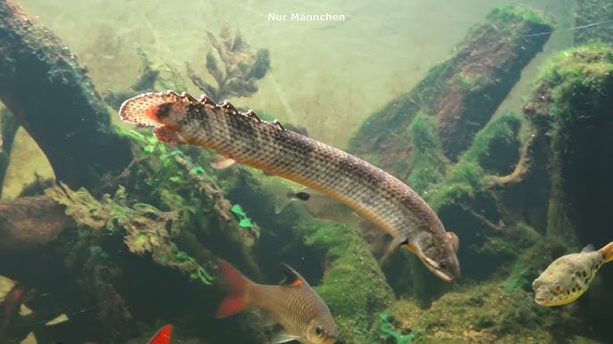 Mokele-Mbembe Bichir (Polypterus mokolembembe) - Aqua Imports