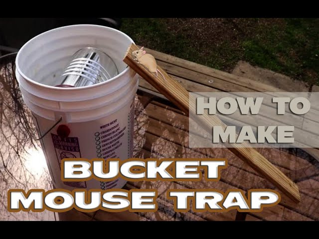 Make a Bucket Mouse Trap - Reusable & Cheap 