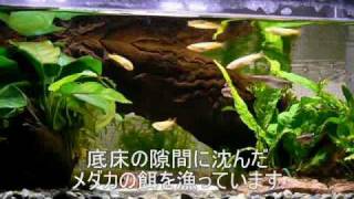 我が家のイモリ水槽 Youtube