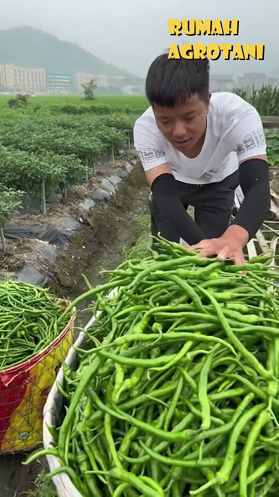 Panen Cabe Saat Hijau dan Merah