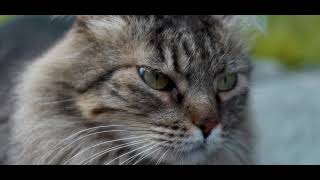 A Cat Who Wanders Softly Short Film By Mariana Photo