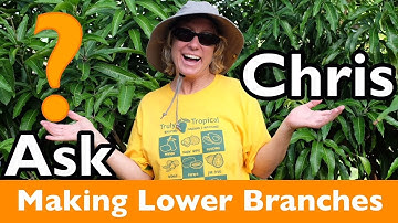 ASK CHRIS- How can I encourage a young mango tree to form lower branches?