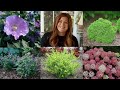 10 Small Shrubs that Will Fit In Any Garden! 🌿 // Garden Answer