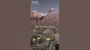 ان كان تنشد عن هوى النفس يا منيف 