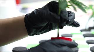 Cutting clones of Apple Tartz at Smokey Okies Cannabis