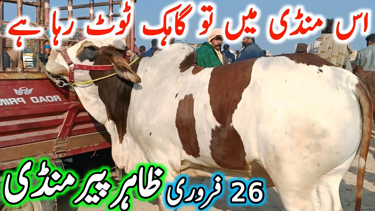 Zahir Pir Cow Mandi Fresh Latest Update | Chand TV | Cholistani Ablk Brahman Bachre | Cow Mandi 2026