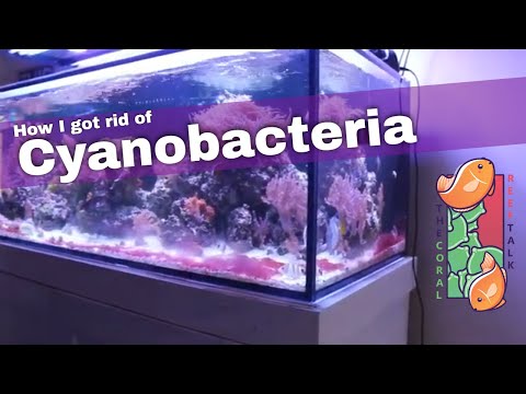 Video: Menghapus Cyanobacteria dari Aquarium