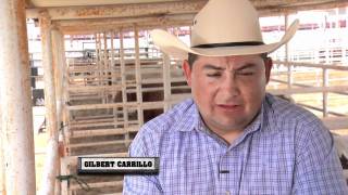 CBR Stock Contractors discuss bulls for Bull Team Challenge