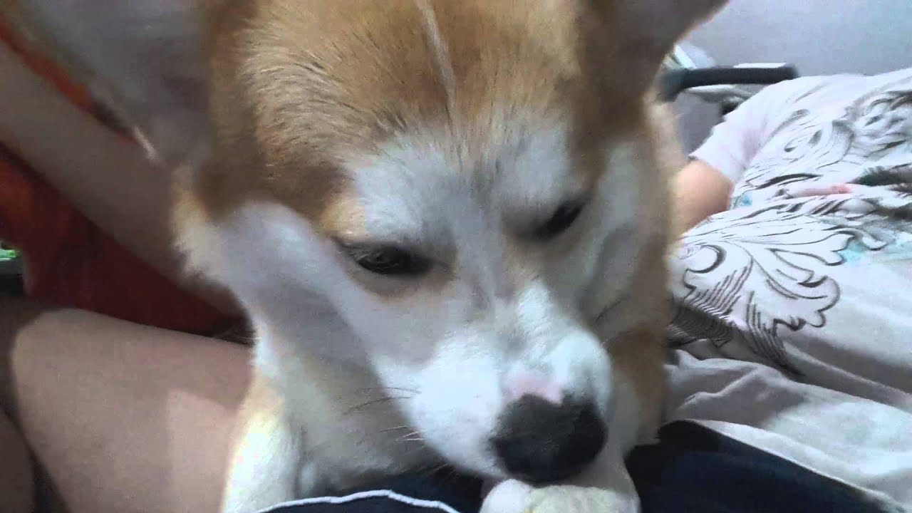 Zeus Corgi Funny Moment - Corgi Selfie Time