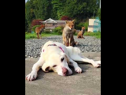 【犬とキツネ】ラムとコンの心で紡ぐ絆の物語 #ラブラドールレトリバー #ホンドギツネ #共生