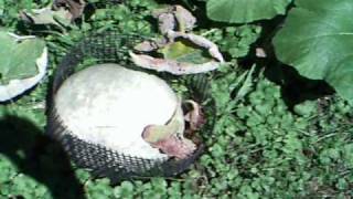 Pumpkin Patch 2010 #11