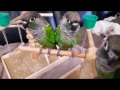 Pearly Conure x With Yellow Sided Conure Babies