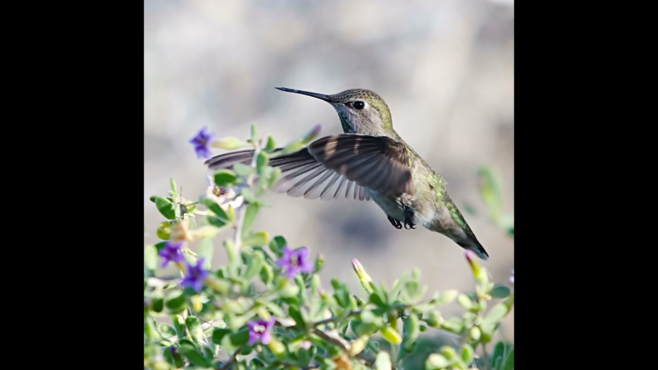34. The Flight of the Hummingbird - Indigenous Parable Reborn as Canadian Opera