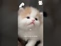 Cute Sounds of kittens, cutest sounds ever before, animals sounds