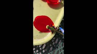 Flower Dissection