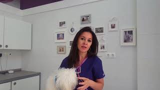 Dónde están los testículos de tu perro