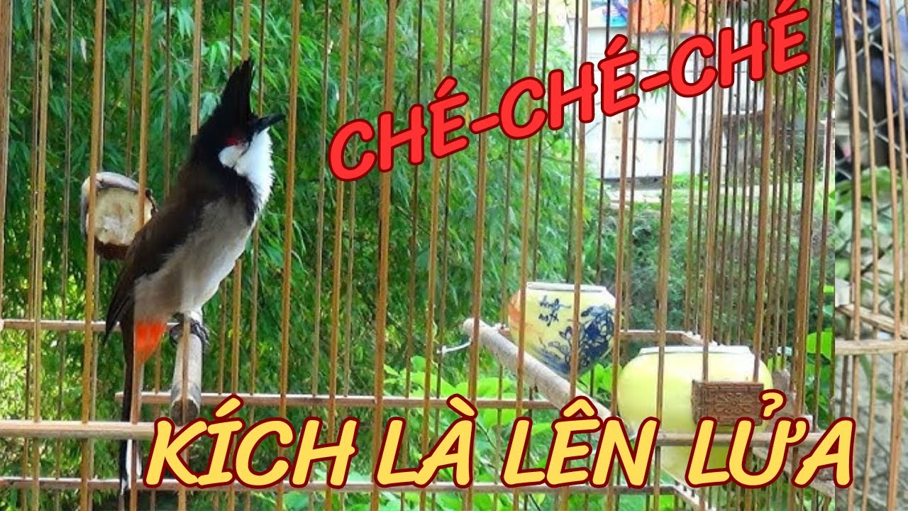 Chào Mào Kích Bổi Lên Lửa!.. Luyện Chào Mào Hót Đấu - Chào Mào Kích Trống Hót Căng Lửa. chào mào đấu