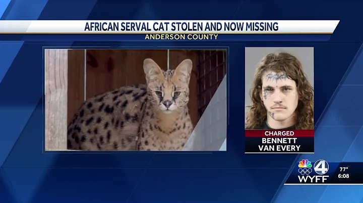 Video 10292211: african serval cat, serval cat animals, cat missing
