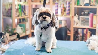 I'm Squeaky Clean, Don't Cut My Eyelashes Tho | Master groomer does a Shih Tzu in a pet trim by Dognormous 781 views 3 years ago 8 minutes, 56 seconds