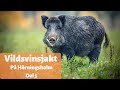 Vildsvinsjakt på Hörningsholm del 5 - Det bästa från svensk jakt 2020