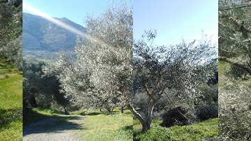 Olive Tree Pruning: Boost Your Harvest & Quality