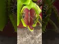 Big Venus fly trap eating wasp 🐝 Insectivorous plants vs insects