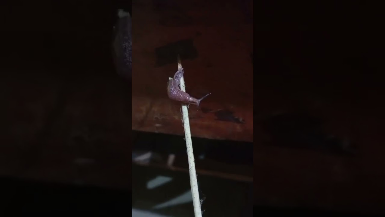 soft-bodied and slimy animals#nature #animal#slime