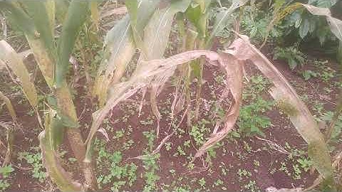 Cây Diệp hạ châu, cây chó đẻ răng cưa chữa bệnh gan