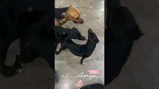 Jericoacoara-CE a pedra furada é pets _ a vida é feita de detalhes 🤩_vlog de Jericoacoara 22/11