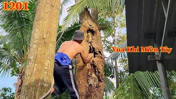 Kĩ thuật treo cây Bần bị hư phần thân của Vua Khỉ Miền Tây sẽ như thế nào ? Cutting tree