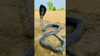 Big Cobra Snake Amazing Short Video Naag Jogi