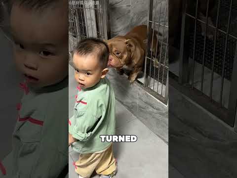 Nobody Wanted To Adopt This Pitbull 🤯❤️