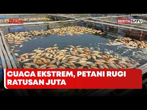 Ikan Mati Massal di Waduk Cirata, Petani Rugi Ratusan Juta