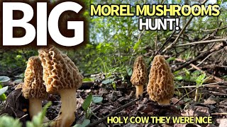 BIG MOREL MUSHROOM HUNTING GONE RIGHT AGAIN! #morelmushrooms #morels #mushroom