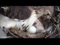 Cornell Labs Bird Cams Quiz